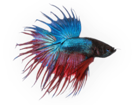 demo-attachment-557-fish