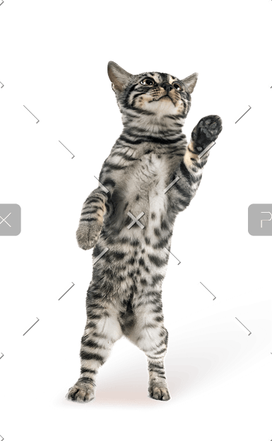 demo-attachment-636-kole-badan-1