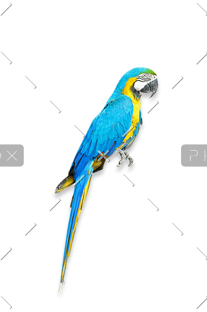 demo-attachment-545-macaw