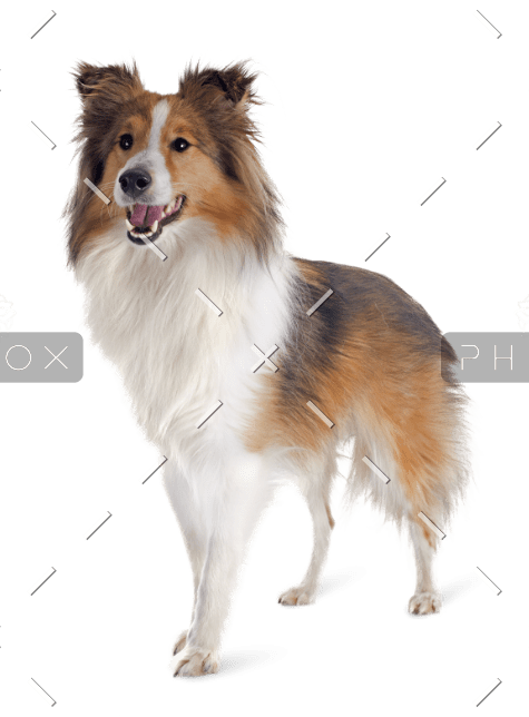 demo-attachment-566-shetland-dog-P3DC5W5