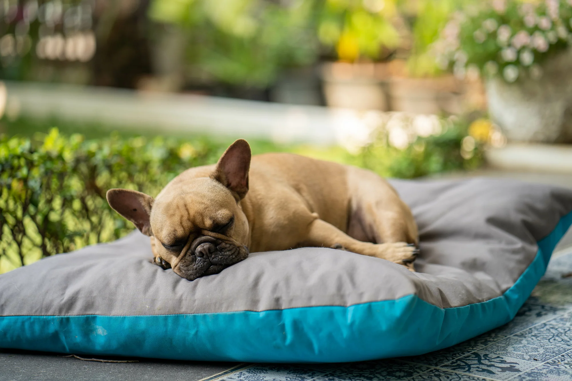 closeup-adorable-bulldog-sleeping-pillows-garden-sunny-day_1